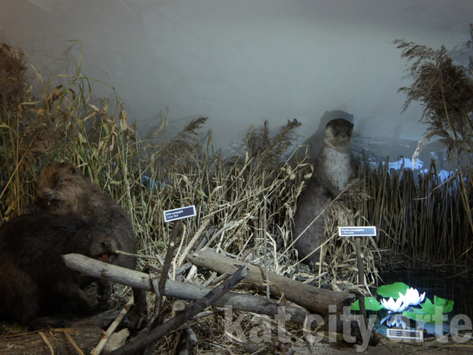 Zdjęcie: diorama drygaly bobr, wydra.jpg